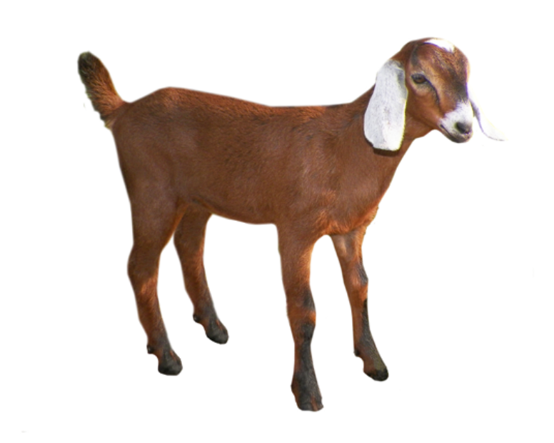 Qurban Kambing